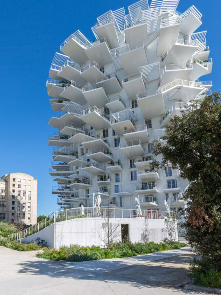 culturejardin_arbre_blanc_montpellier_01