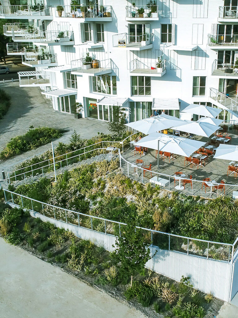 culturejardin_arbre_blanc_montpellier_03